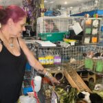 Hundreds of guinea pigs fill Massachusetts sanctuary with squeals, purrs and lots of love