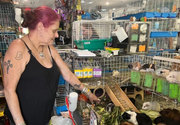 Hundreds of guinea pigs fill Massachusetts sanctuary with squeals, purrs and lots of love
