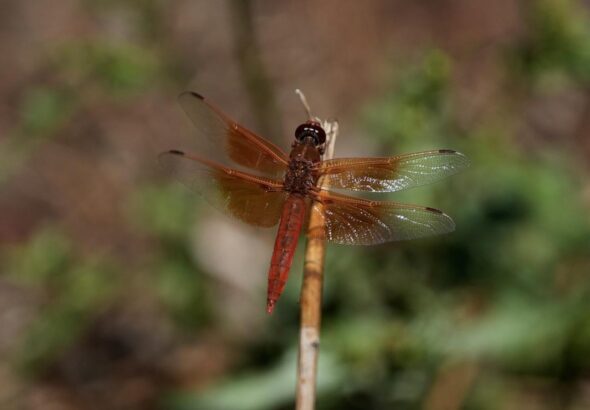 Unusual dragonfly swarms sweep across California after warm spring rains