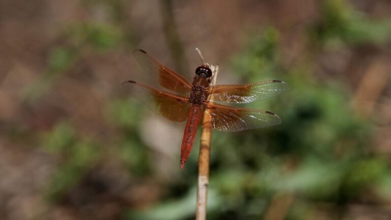 Unusual dragonfly swarms sweep across California after warm spring rains