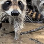 A raccoon boot camp in Mississippi teaches abandoned kits survival skills