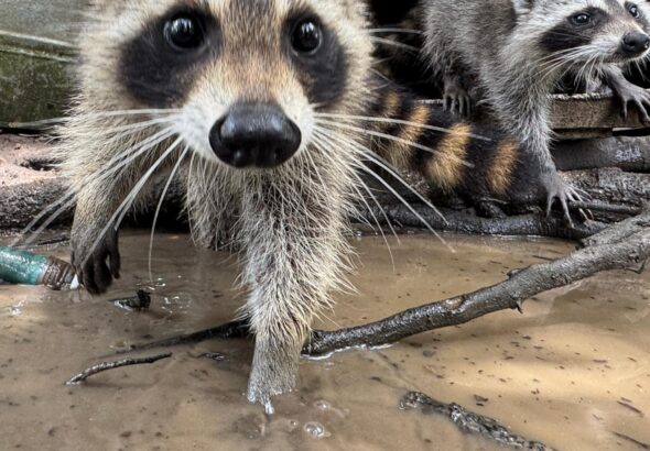 A raccoon boot camp in Mississippi teaches abandoned kits survival skills
