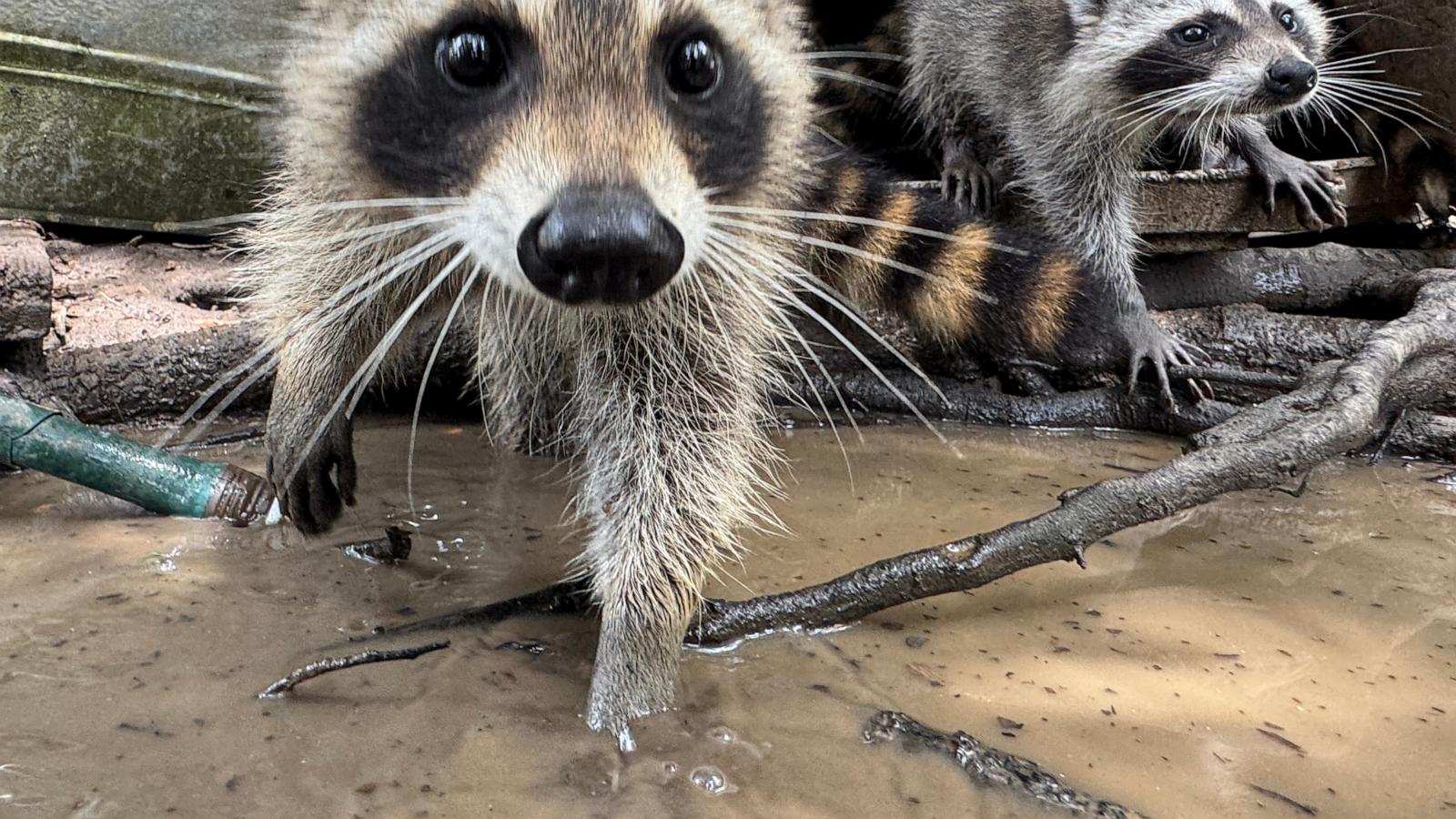 A raccoon boot camp in Mississippi teaches abandoned kits survival skills