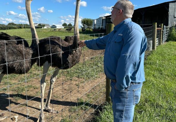 Kentucky man with a meat allergy was craving a burger. So he got into ostrich farming