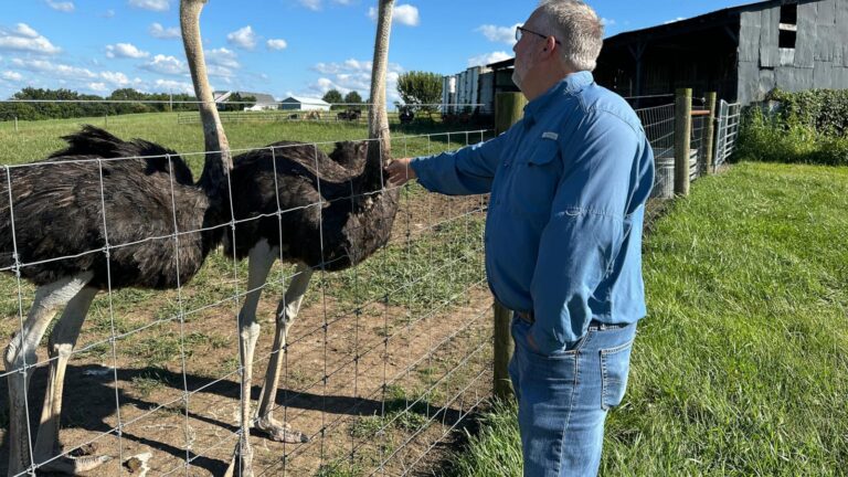 Kentucky man with a meat allergy was craving a burger. So he got into ostrich farming