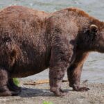 Fat Bear Week opens for Alaska’s heavyweights. Can the 1,200-pound champ win again?