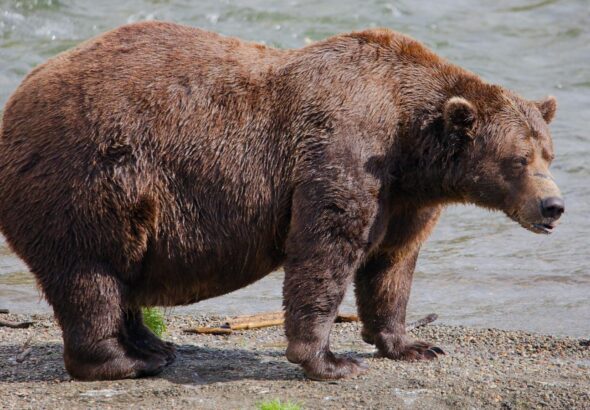 Fat Bear Week opens for Alaska’s heavyweights. Can the 1,200-pound champ win again?