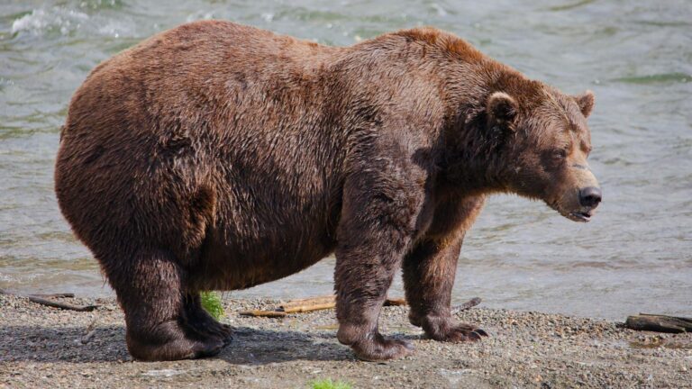Fat Bear Week opens for Alaska’s heavyweights. Can the 1,200-pound champ win again?