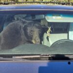 Parched summer in Rockies sends bears into urban areas and confrontations with people