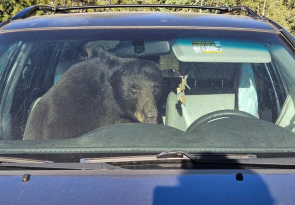 Parched summer in Rockies sends bears into urban areas and confrontations with people