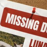 Search for missing pup in Yellowstone under pressure as winter nears