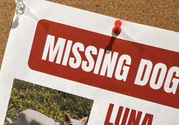 Search for missing pup in Yellowstone under pressure as winter nears