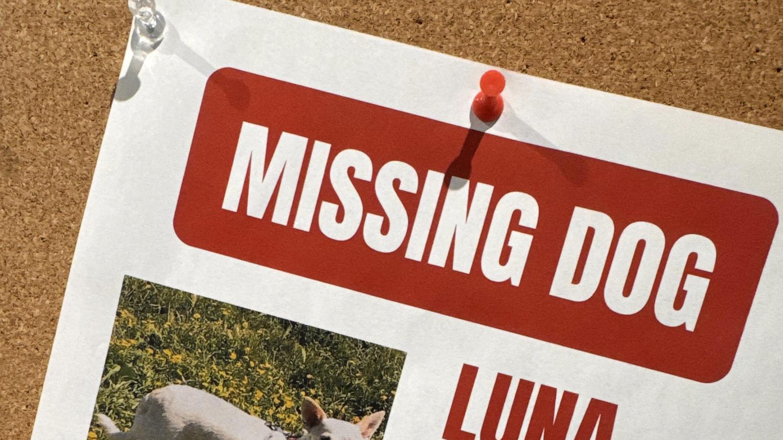 Search for missing pup in Yellowstone under pressure as winter nears