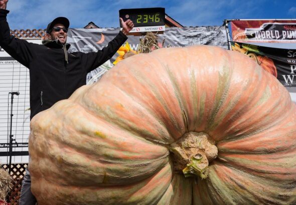 Giant pumpkins battle for heavyweight glory and the world record in California