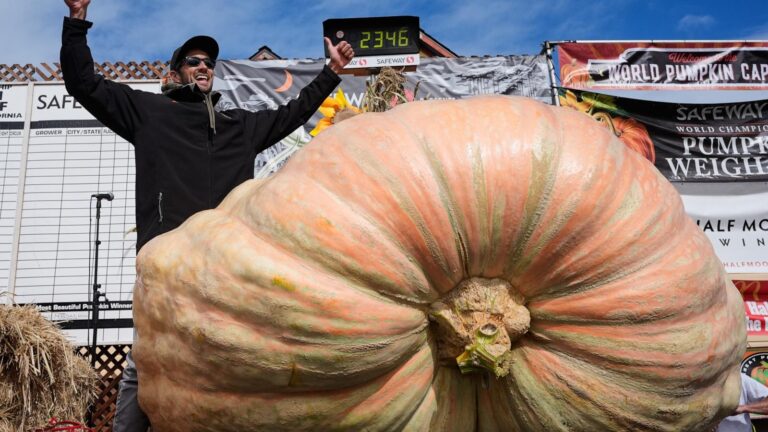 Giant pumpkins battle for heavyweight glory and the world record in California