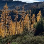 Agriculture secretary says agency is 'full-bore ahead' on Forest Service reorganization