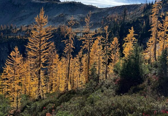 Agriculture secretary says agency is 'full-bore ahead' on Forest Service reorganization