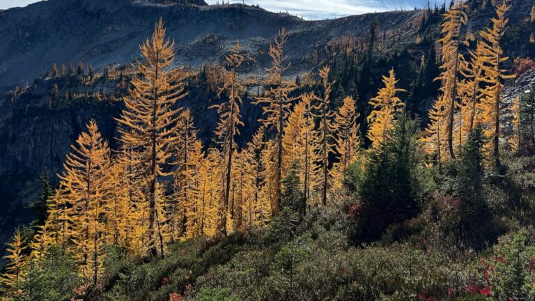 Agriculture secretary says agency is 'full-bore ahead' on Forest Service reorganization