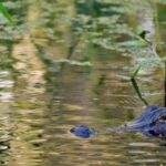 Fisherman, 71, attacked and killed by 12-foot alligator alongside Florida lake