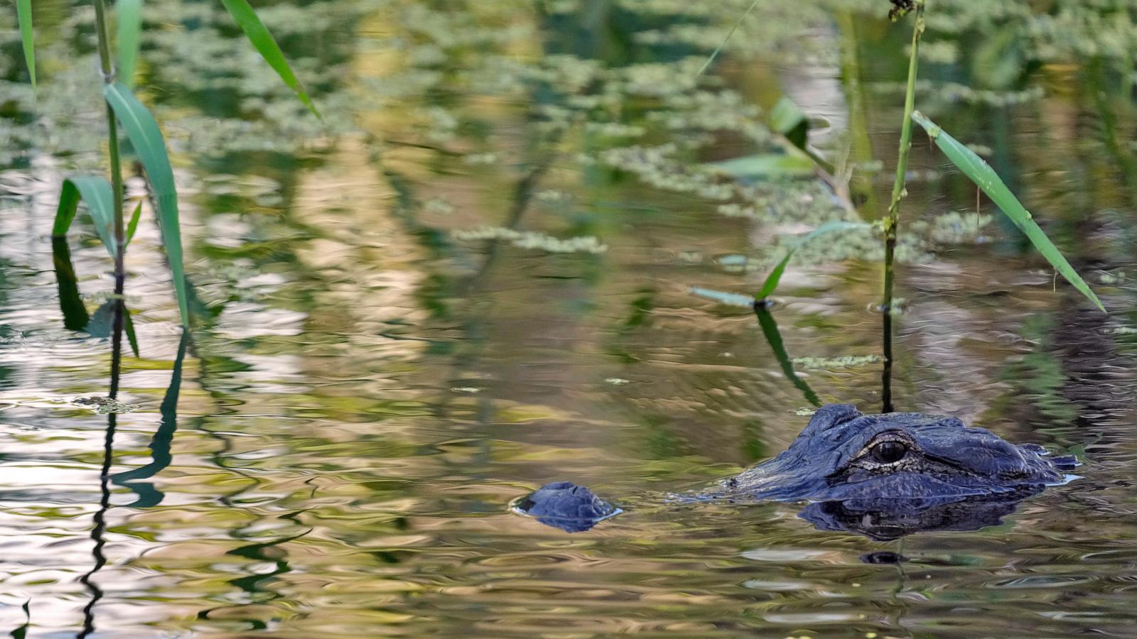 Fisherman, 71, attacked and killed by 12-foot alligator alongside Florida lake