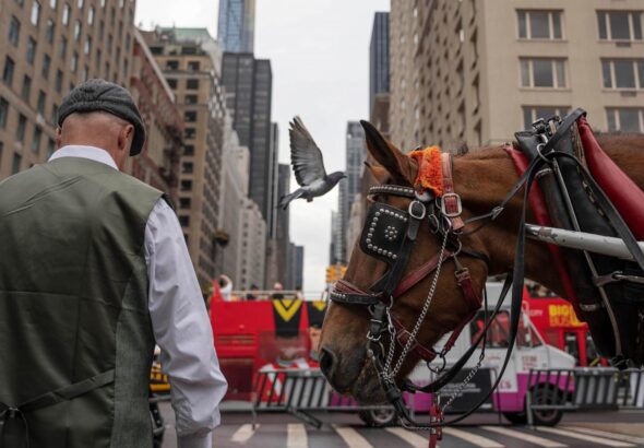 Facing a ban on horse-drawn carriages, Central Park's drivers fear for livelihoods